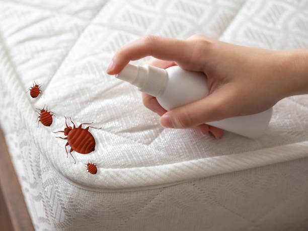 Best Ant Control Services  in Mountain View, NC
